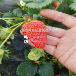 原种苗草莓苗施肥原种苗草莓苗打药原种苗草莓苗施肥打药技术图片3