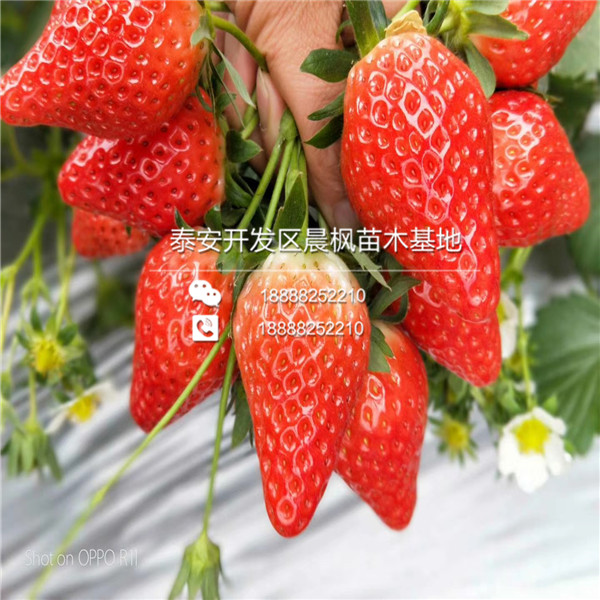 2018年恩施土家族苗族自治州草莓苗基地吐德拉草莓苗正式开售