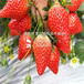 2018年淮北草莓苗基地中莓2号草莓苗正式开售