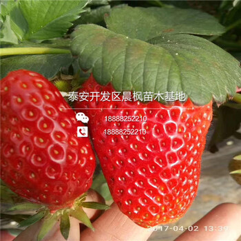 邢台草莓苗价格艾尔巴草莓苗调价信息