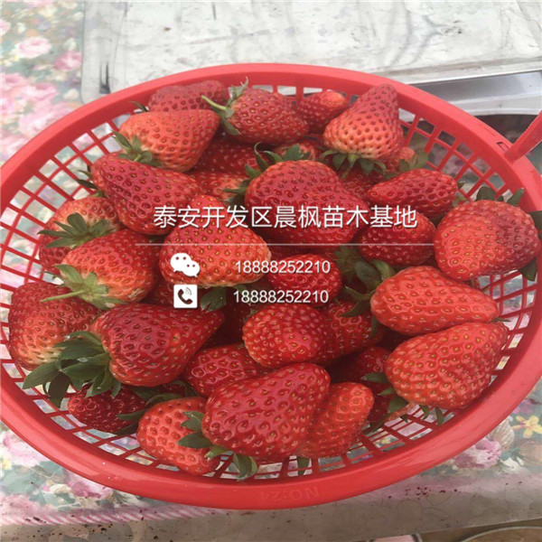 2018年通辽草莓苗基地早熟草莓苗正式开售
