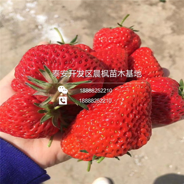 晶瑶草莓苗淘选