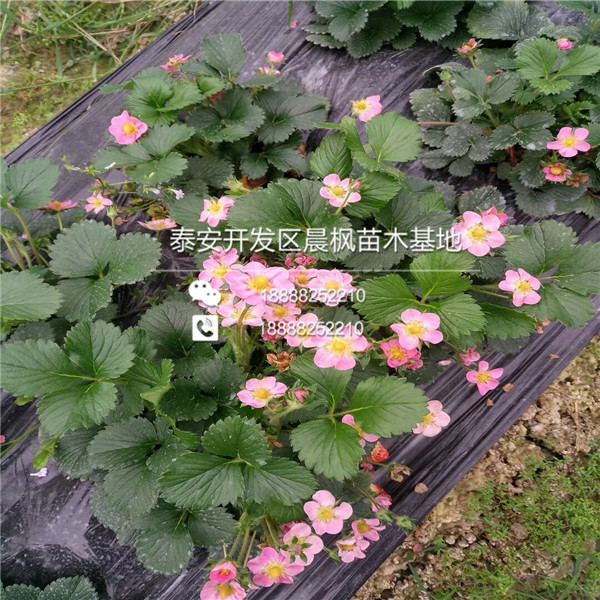 2018年乌海草莓苗基地京藏香草莓苗正式开售