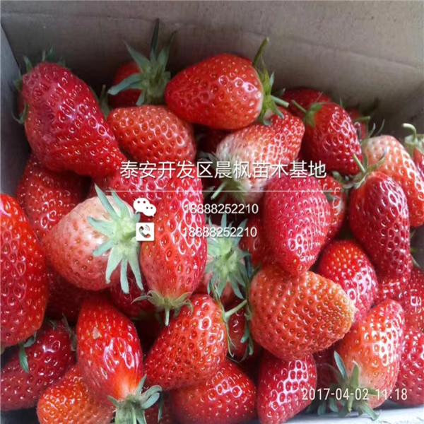 重庆可以种植什么品种的四季草莓苗、四季草莓苗种植技术一亩地栽植多少棵