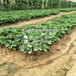 今年希利亚草莓苗批发价丶今年希利亚草莓苗批发价、今年希利亚草莓苗批发价