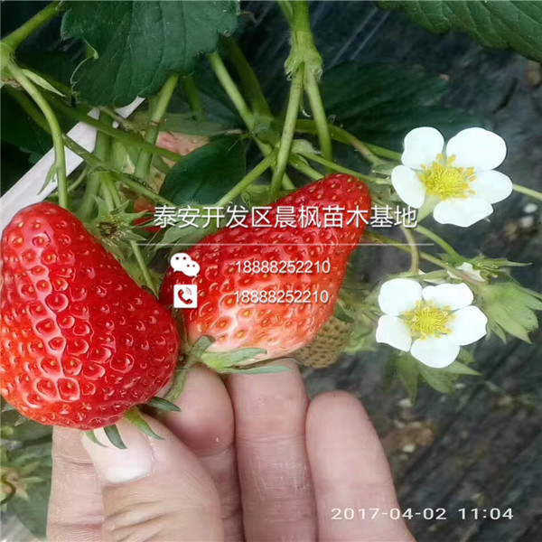 新安晚熟草莓苗多少钱一棵苗