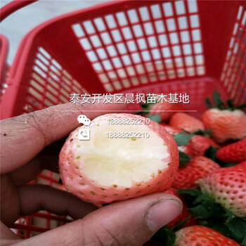 中牟白牛奶草莓苗多少钱一棵苗