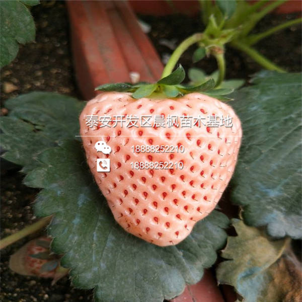 海南可以种植什么品种的枥乙女草莓苗、枥乙女草莓苗种植技术一亩地栽植多少棵
