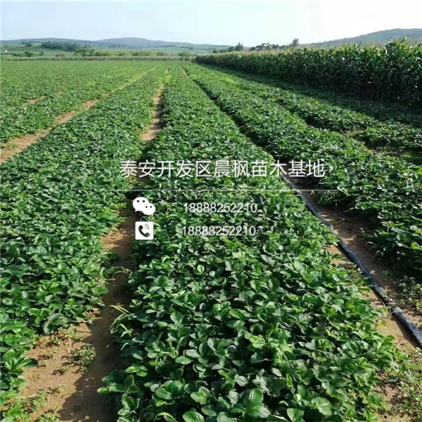 2018年太原草莓苗基地京凝香草莓苗正式开售