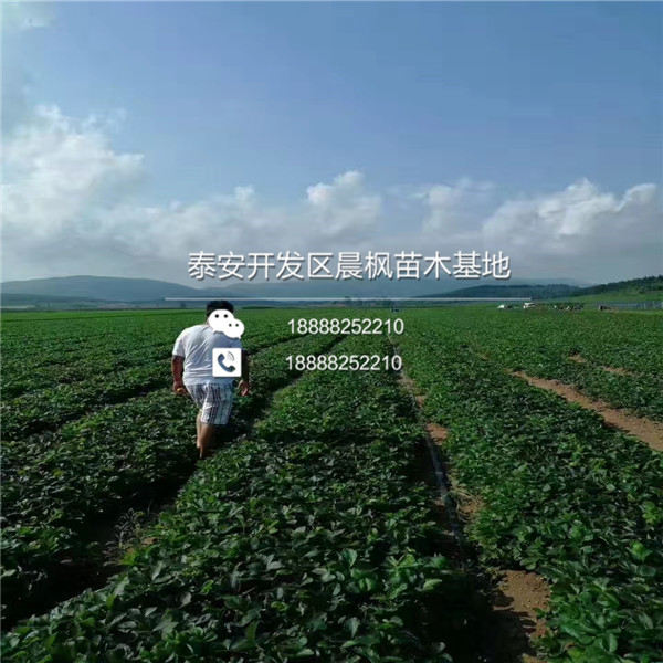 2018年重庆京留香草莓苗价格、重庆京留香草莓苗批发价格京留香草莓苗多少钱一棵