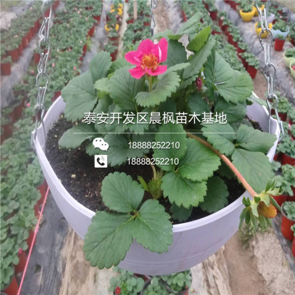浦东新草莓苗价格是多少钱