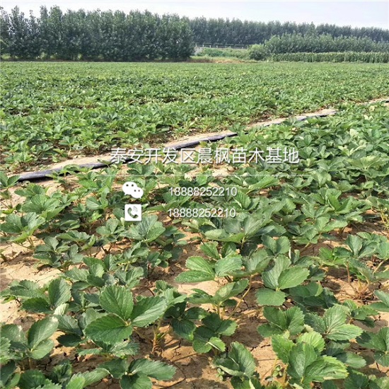 湖滨越心草莓苗基地、湖滨越心草莓苗基地出售价格