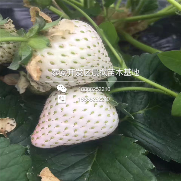 2018年承德草莓苗基地京留香草莓苗正式开售