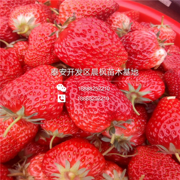 福建四季草莓苗价格、四季草莓苗价格是多少