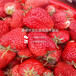 铜川草莓苗基地、铜川草莓苗种植技术