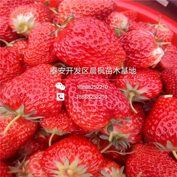抗旱京藏香草莓苗