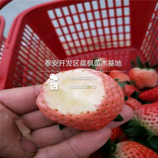 2018年晋城草莓苗基地奶油草莓苗正式开售