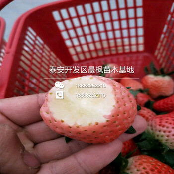 介绍京泉香草莓苗