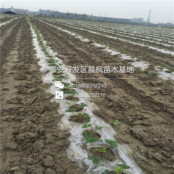 2018年云南新草莓苗价格、云南新草莓苗批发价格新草莓苗多少钱一棵