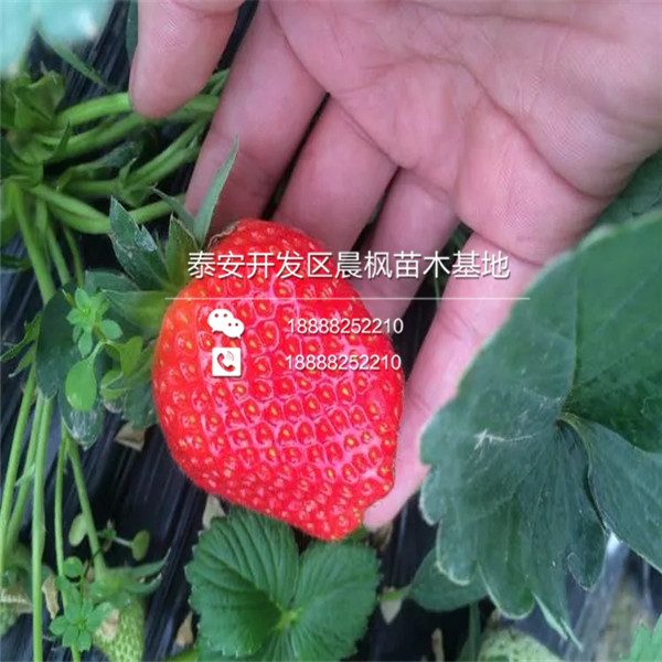 2018年赣州草莓苗基地红脸颊草莓苗正式开售