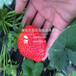 尖扎县草莓苗价格、尖扎县草莓苗价格、尖扎县草莓苗价格
