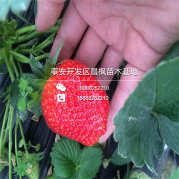 卢氏冬香草莓苗价格、卢氏冬香草莓苗批发价格