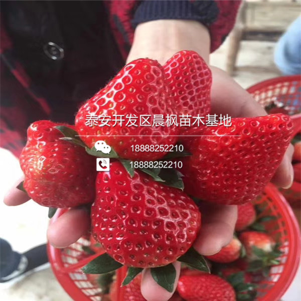2018年晋城草莓苗基地奶油草莓苗正式开售