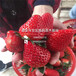 2018年乌海草莓苗基地美王一号草莓苗苗正式开售