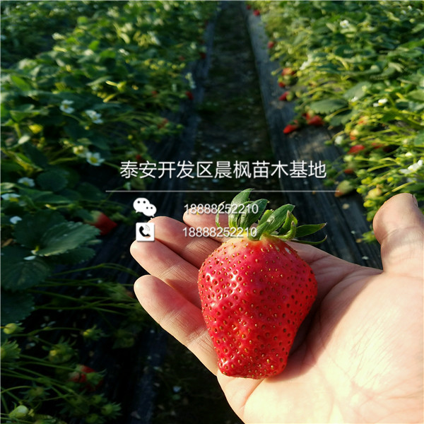 厂家供货紫金久红草莓苗