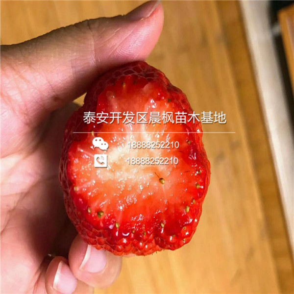 武宣县草莓苗简介、武宣县草莓苗种植什么品种
