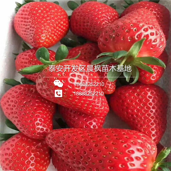 抗旱京藏香草莓苗