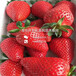 一棵莓宝草莓苗多少钱一棵、一棵莓宝草莓苗多少钱一棵、一棵莓宝草莓苗多少钱一棵