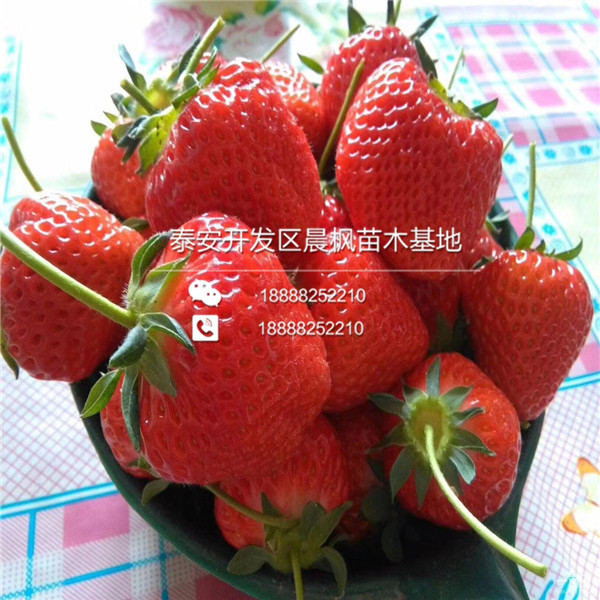 渑池草莓王子草莓苗基地、渑池草莓王子草莓苗基地出售价格