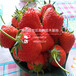 桃熏草莓苗基地在哪里桃熏草莓苗价格是多少桃熏草莓苗基地价格是多少