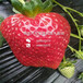 2018年乌海草莓苗基地森加森加拉草莓苗正式开售