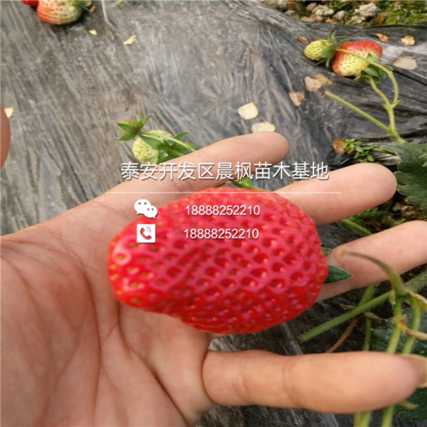 赣县草莓苗简介、赣县草莓苗种植什么品种
