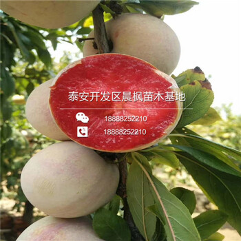 占地李子苗什么價(jià)格多少錢