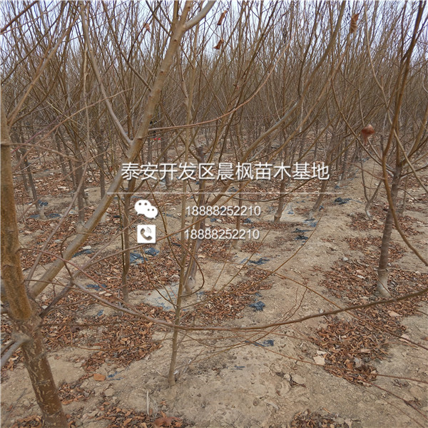 我想購買澳李13號(hào)李子苗