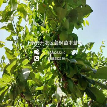 荷蘭香蜜杏杏樹(shù)苗多少錢(qián)一棵，荷蘭香蜜杏杏樹(shù)苗銷(xiāo)售