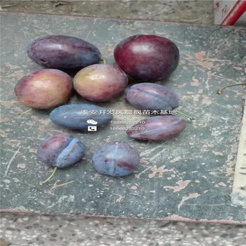 批發(fā)風(fēng)味皇后李子苗價(jià)格、吉林風(fēng)味皇后李子苗價(jià)格