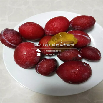 哪里批發(fā)甜李子苗