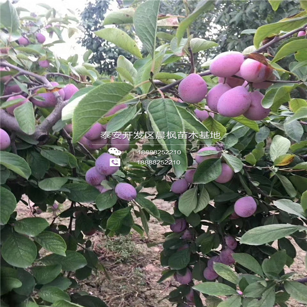 种植蓝蜜西梅苗、蓝蜜西梅苗基地