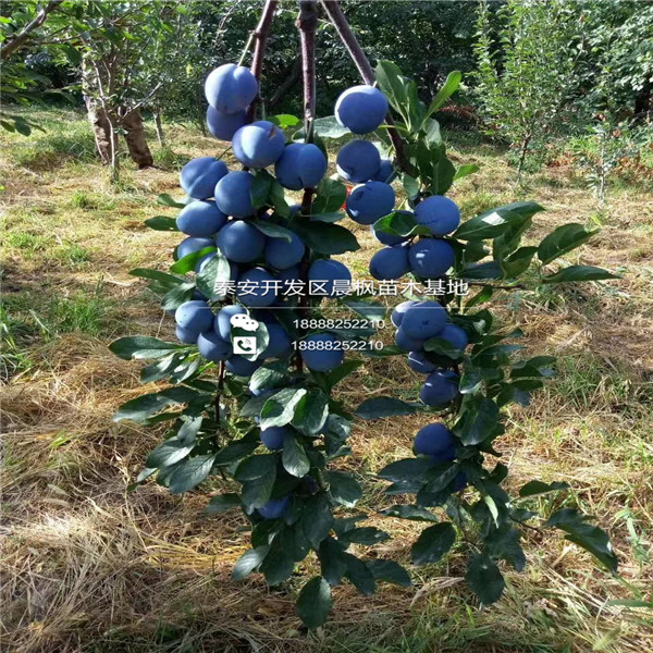 种植蓝蜜西梅苗、蓝蜜西梅苗基地