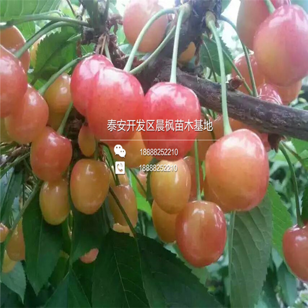 歪把紅山楂苗多少錢(qián)一棵，歪把紅山楂苗行情
