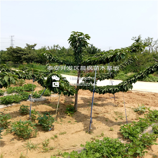 歪把紅山楂苗多少錢(qián)一棵，歪把紅山楂苗行情