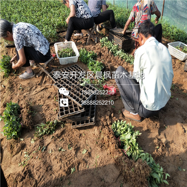三公分蘋果樹(shù)苗報(bào)價(jià)、三公分蘋果樹(shù)苗基地