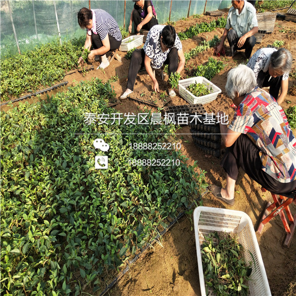 歪把紅山楂苗多少錢(qián)一棵，歪把紅山楂苗行情