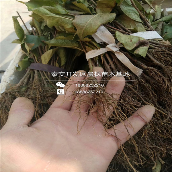 歪把紅山楂苗多少錢(qián)一棵，歪把紅山楂苗行情