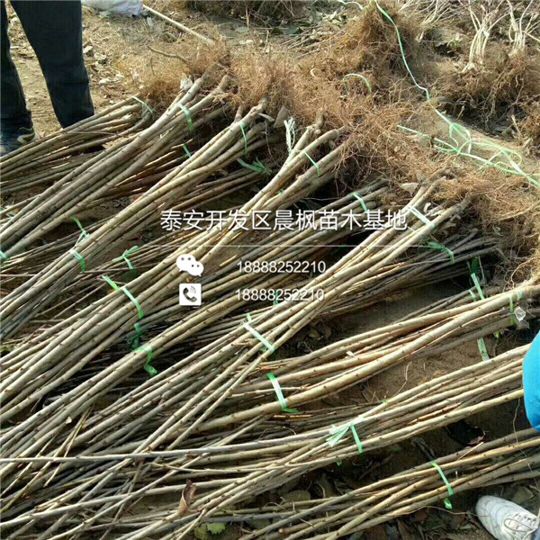 三公分蘋果樹(shù)苗報(bào)價(jià)、三公分蘋果樹(shù)苗基地