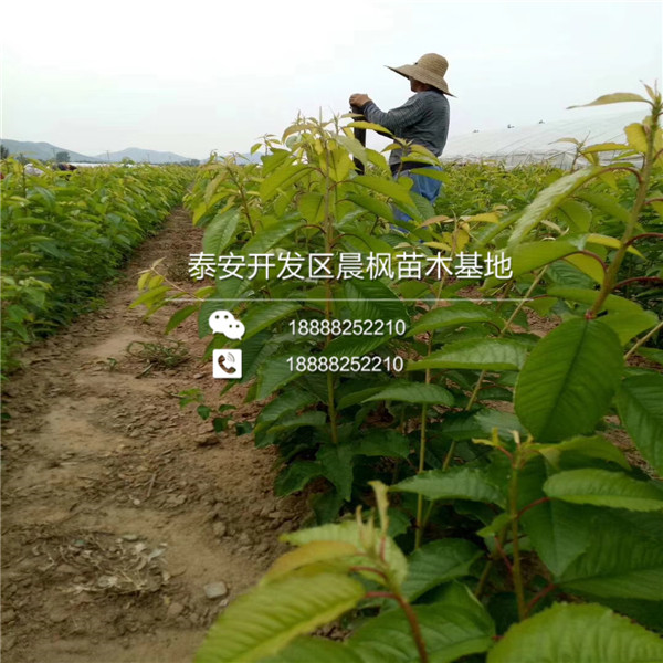 黑籽甜石榴苗幾年結(jié)果、黑籽甜石榴苗基地